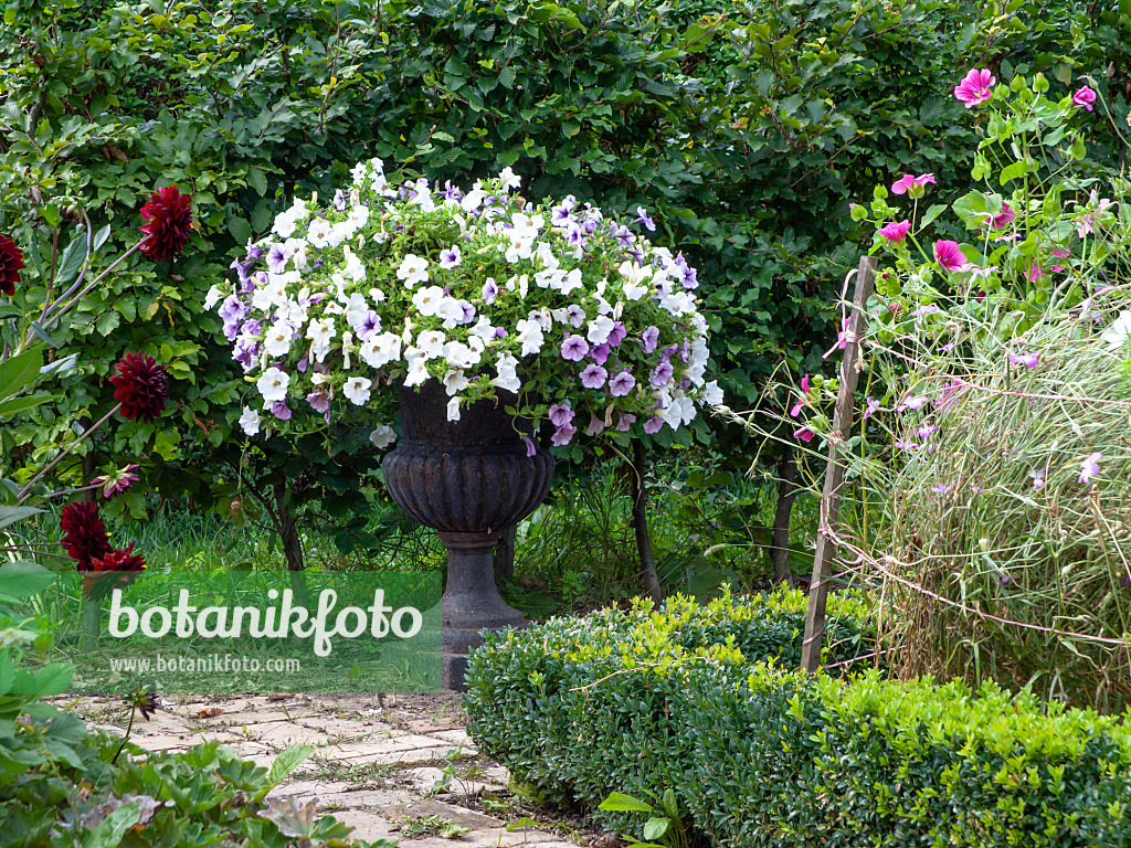 463118 - Petunie (Petunia) in einem Blumenkübel