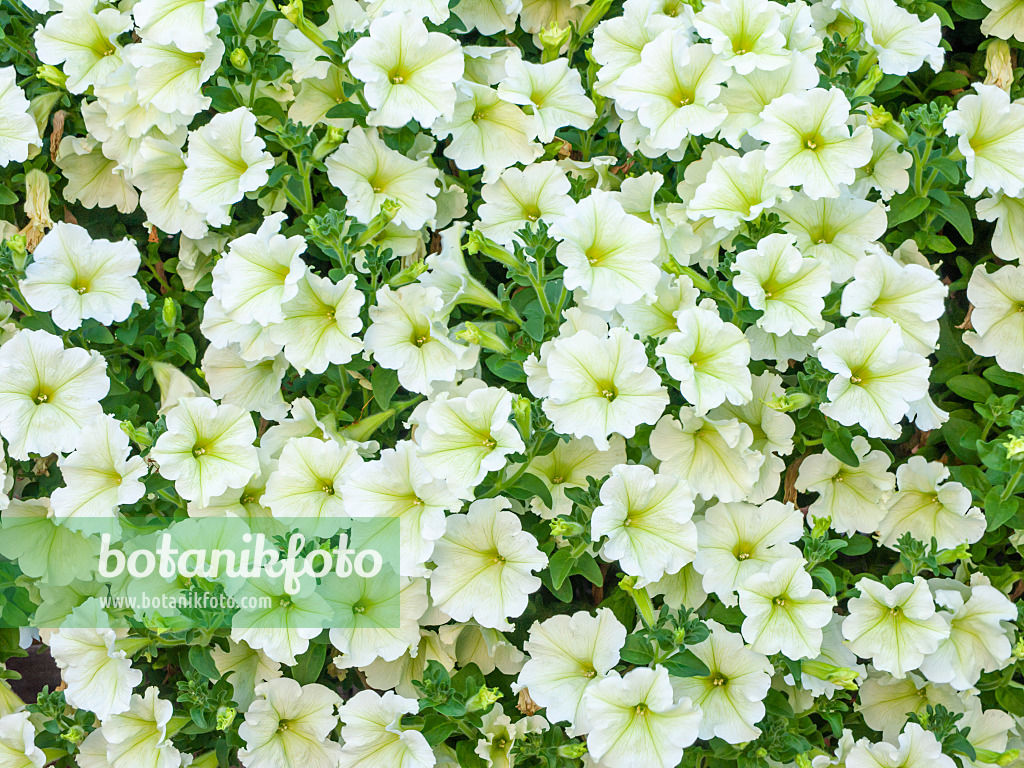 439367 - Petunie (Petunia Pastel Yellow)