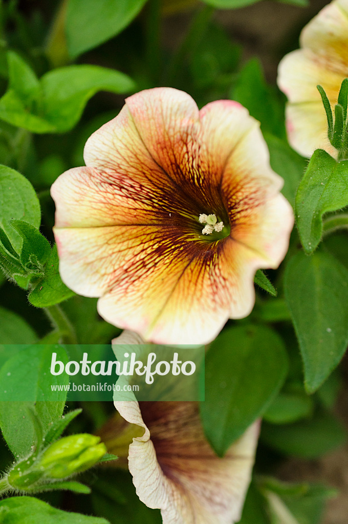 484090 - Petunie (Petunia Potunia Cappuccino)