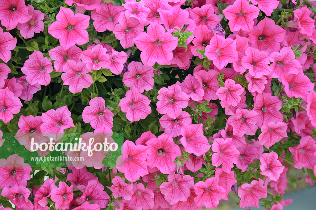 517098 - Petunie (Petunia Surfinia Hot Pink)