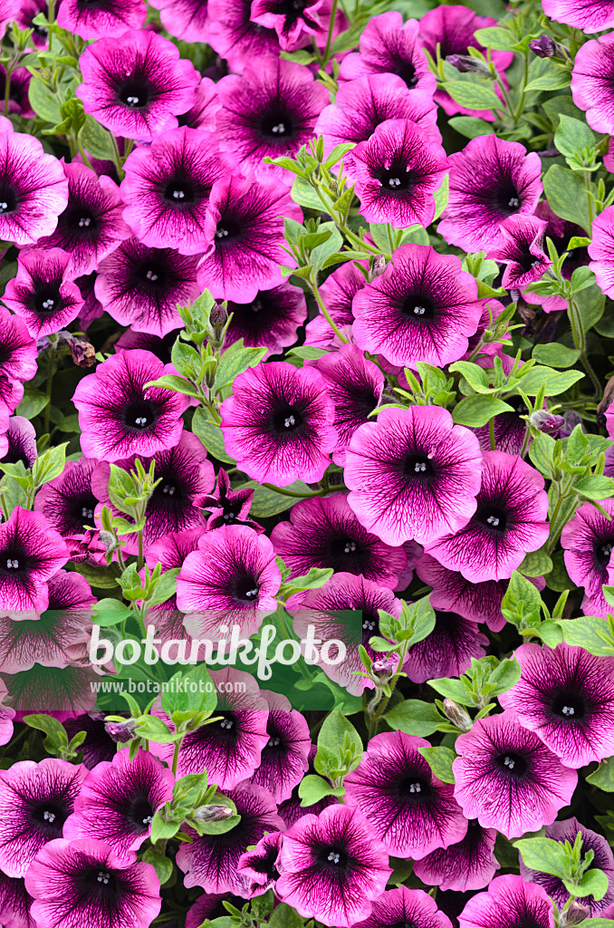 536053 - Petunie (Petunia Surfinia Merlot)