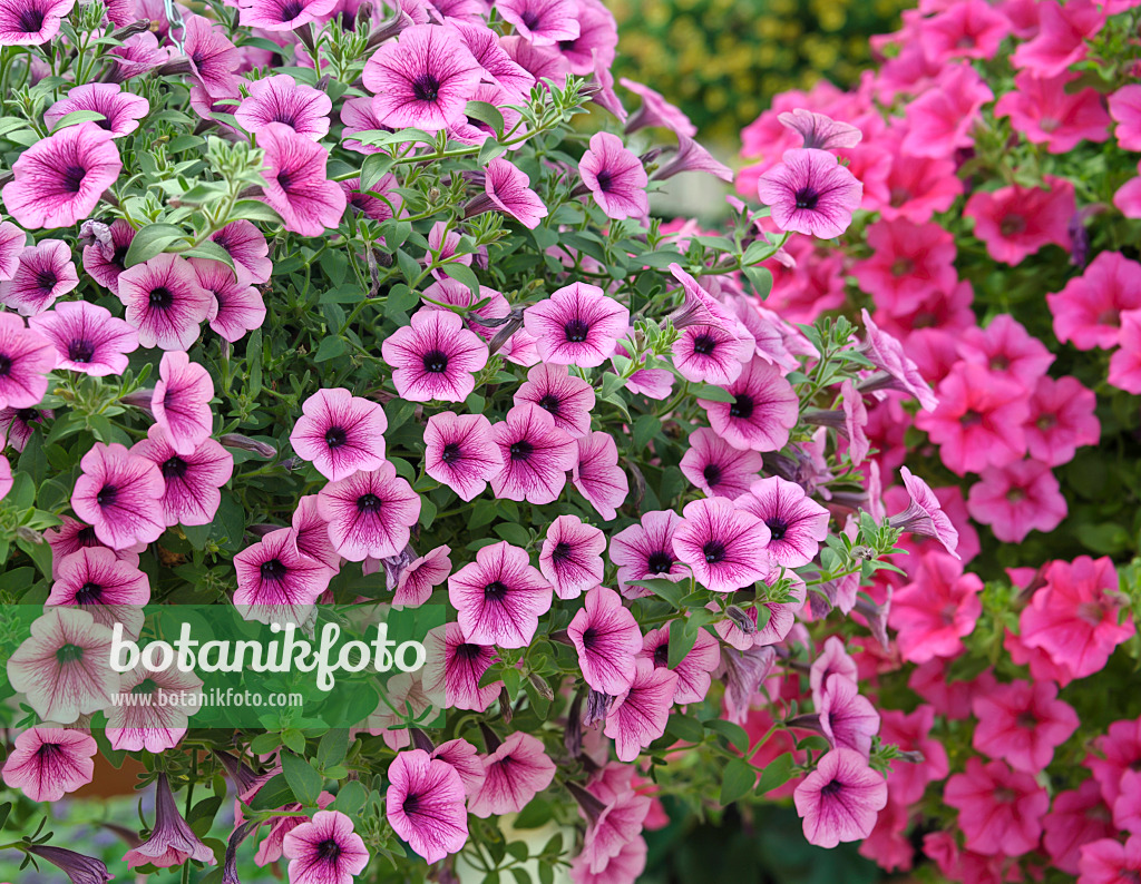 517100 - Petunie (Petunia Surfinia Purple Vein)