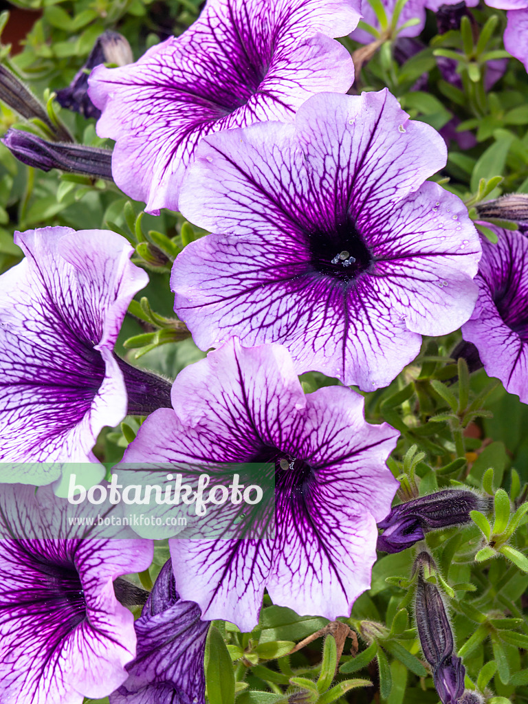 440238 - Petunie (Petunia Violet Dark Eye)