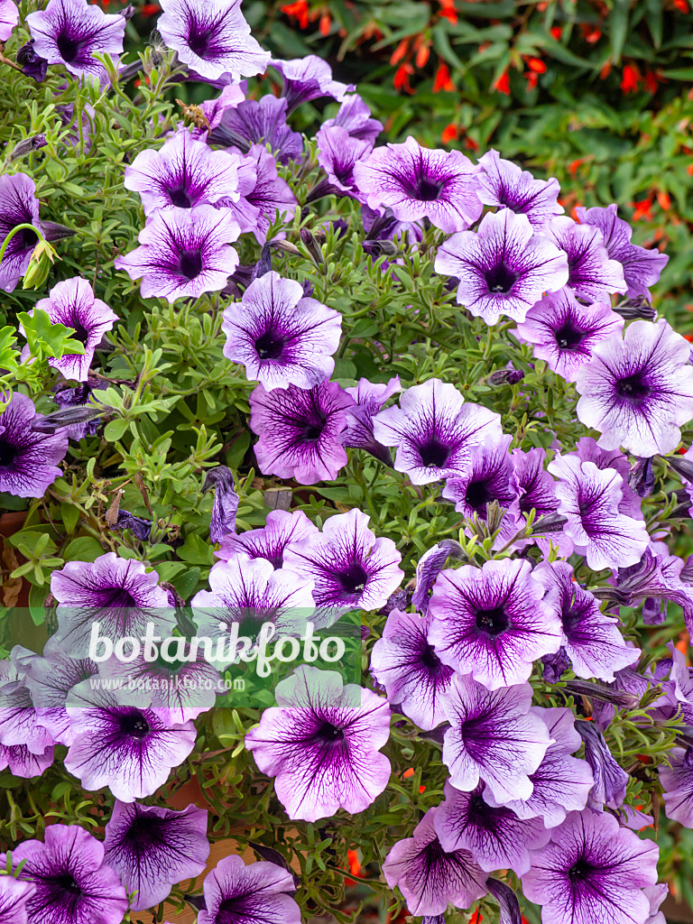 440240 - Petunie (Petunia Violet Dark Eye)