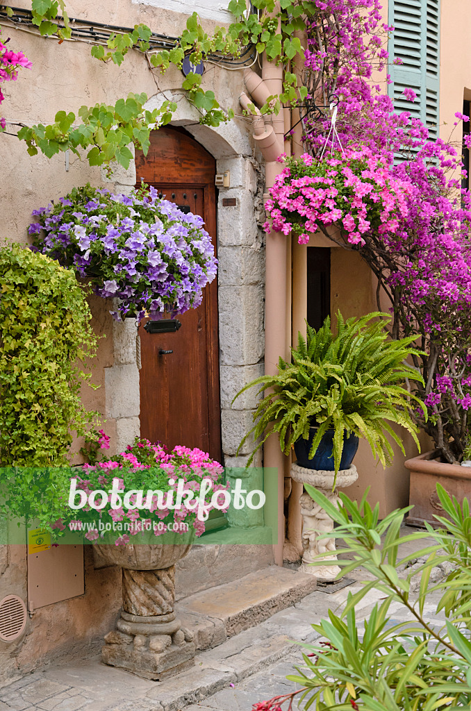 569016 - Petunien (Petunia) und Drillingsblume (Bougainvillea) vor einem Altstadthaus, Cannes, Frankreich