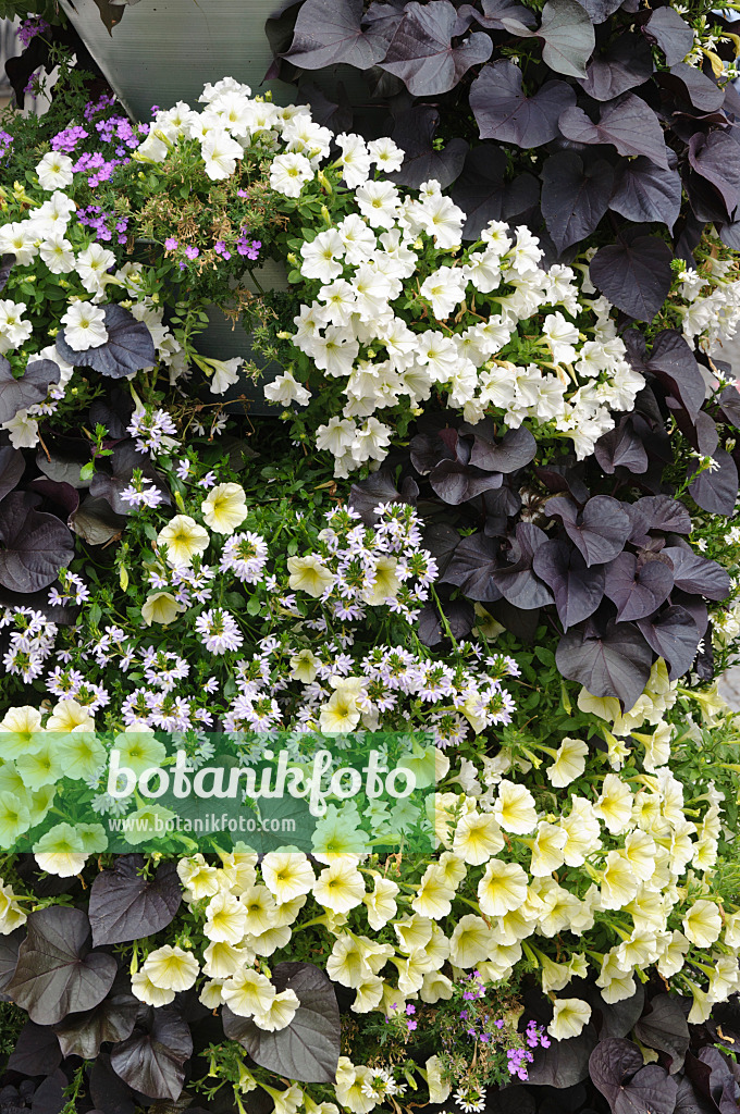 487038 - Petunien (Petunia), Fächerblumen (Scaevola) und Süßkartoffeln (Ipomoea batatas)