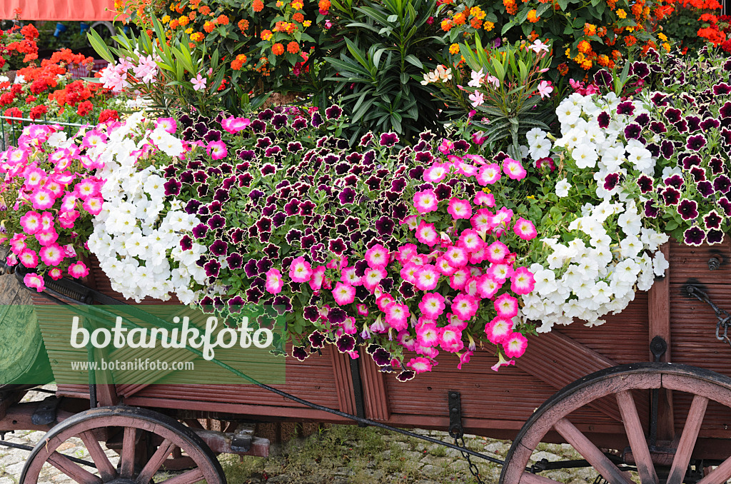 522061 - Petunien (Petunia), Oleander (Nerium oleander) und Wandelröschen (Lantana camara)