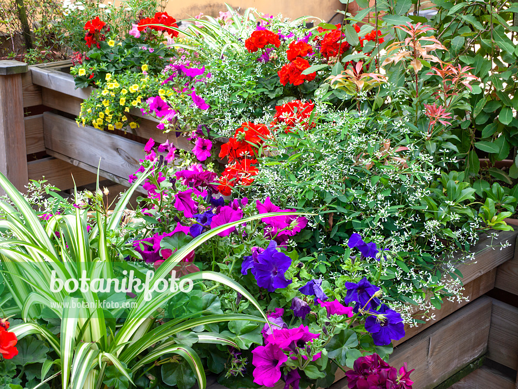 475250 - Petunien (Petunia), Wolfsmilch (Euphorbia hypericifolia 'Diamond Frost') und Pelargonien (Pelargonium)