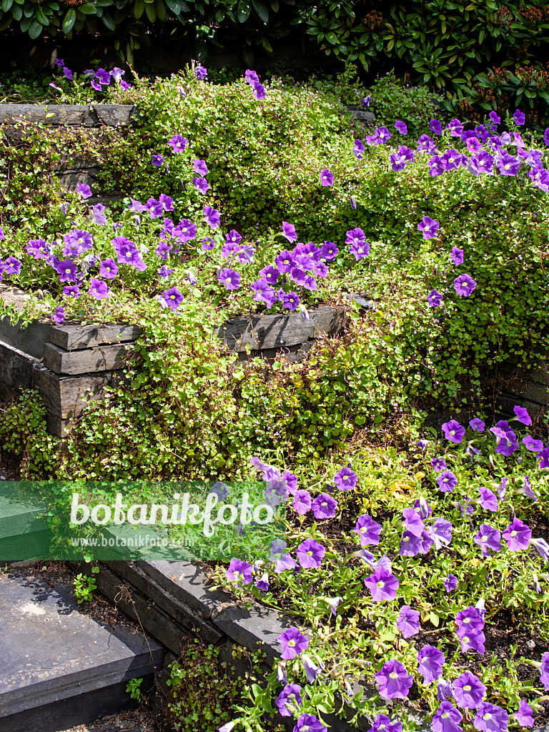 462074 - Petunien (Petunia) und Zimbelkraut (Cymbalaria muralis)