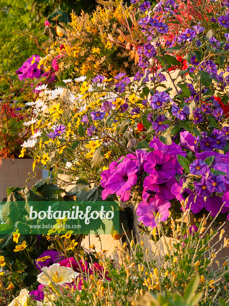 401221 - Petunien (Petunia), Zweizahn (Bidens) und Margeriten (Leucanthemum)