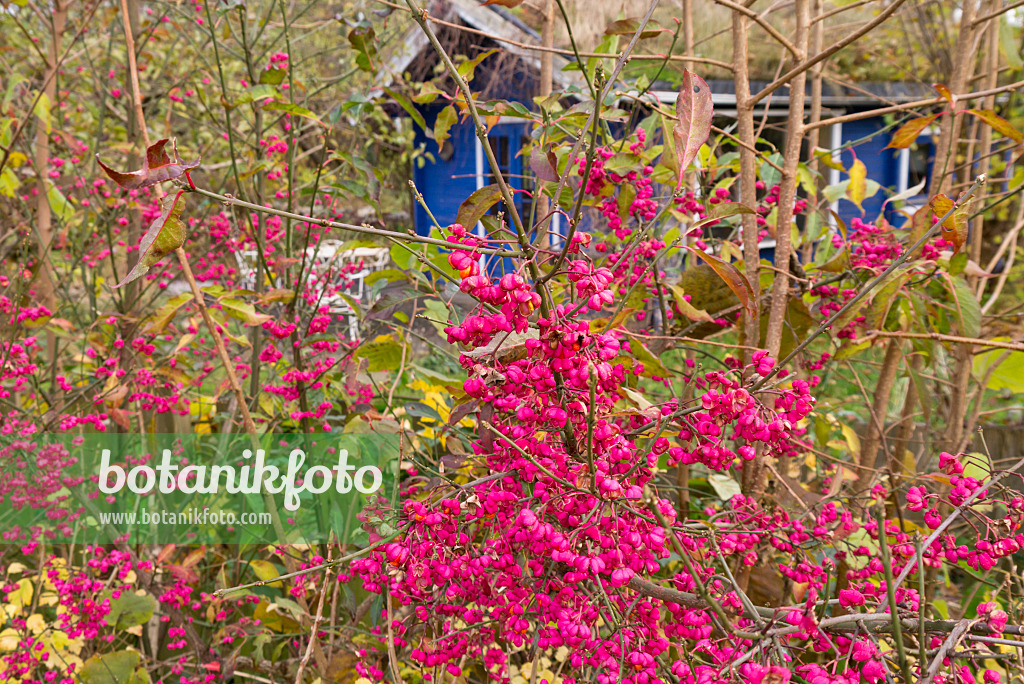 576020 - Pfaffenhütchen (Euonymus) vor einem blauen Gartenhaus