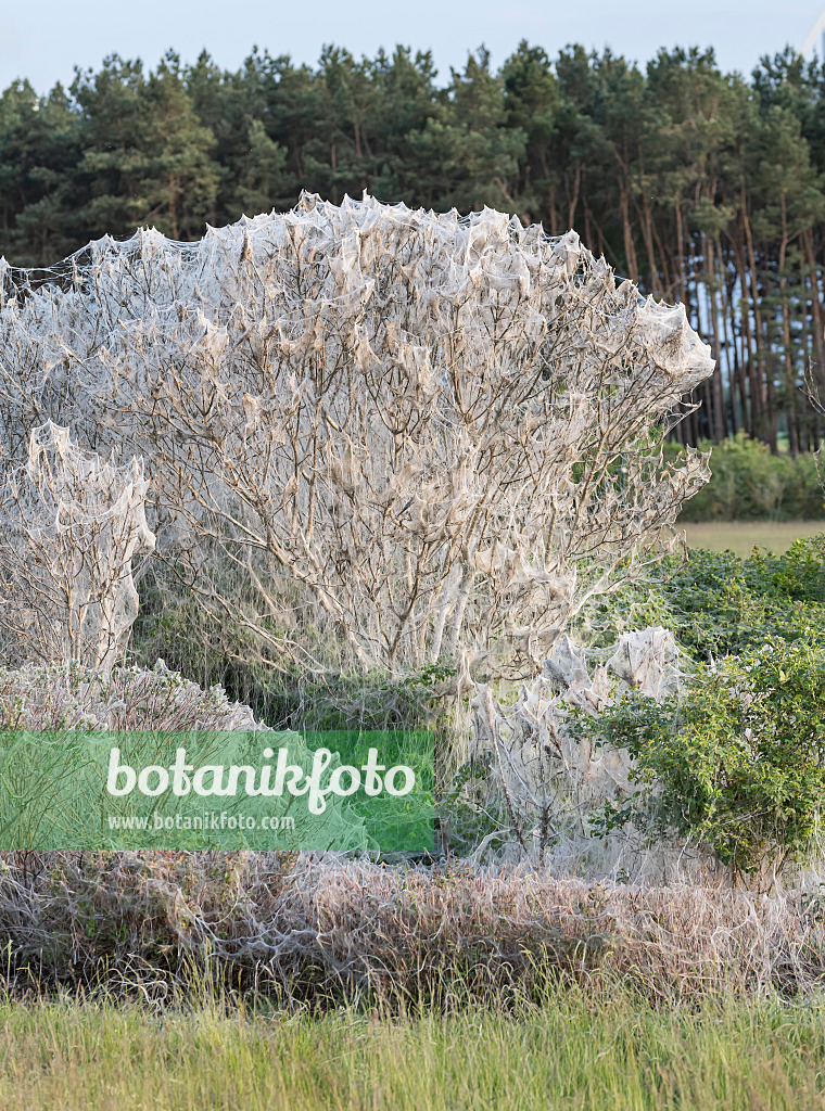 616214 - Pfaffenhütchengespinstmotte (Yponomeuta cagnagella) und Gewöhnliches Pfaffenhütchen (Euonymus europaeus)