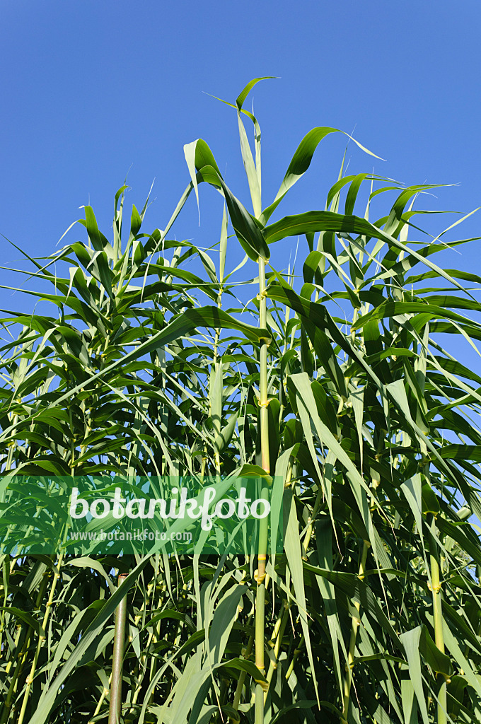 488004 - Pfahlrohr (Arundo donax)