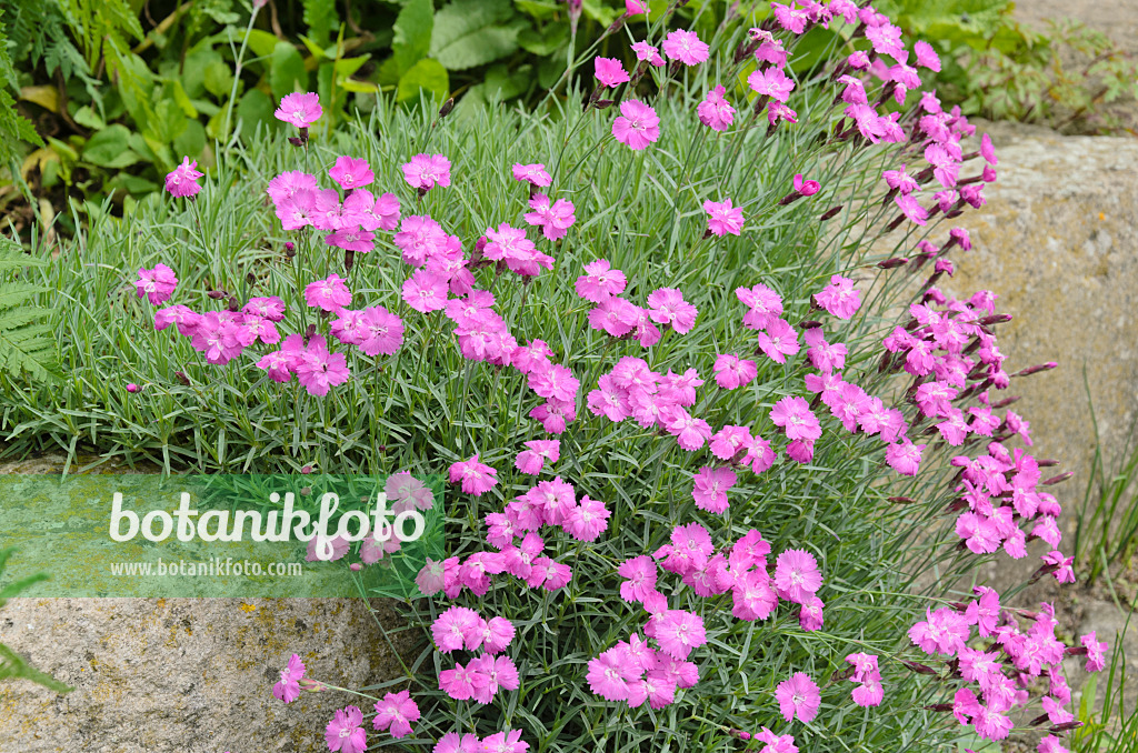 520429 - Pfingstnelke (Dianthus gratianopolitanus)