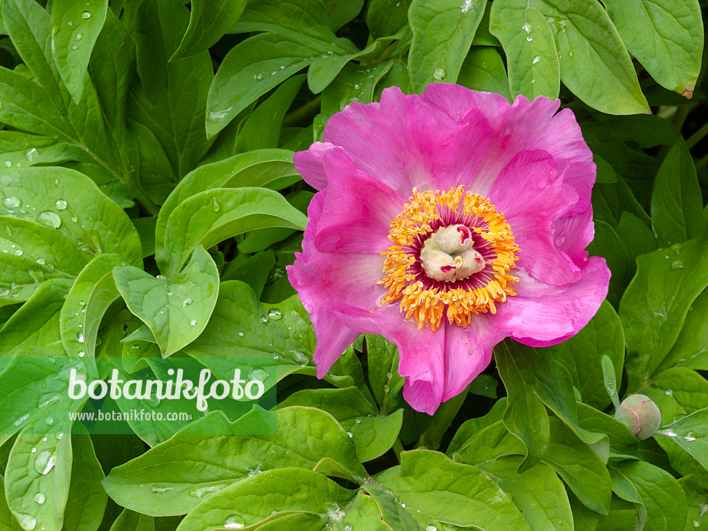 401160 - Pfingstrose (Paeonia caucasica)