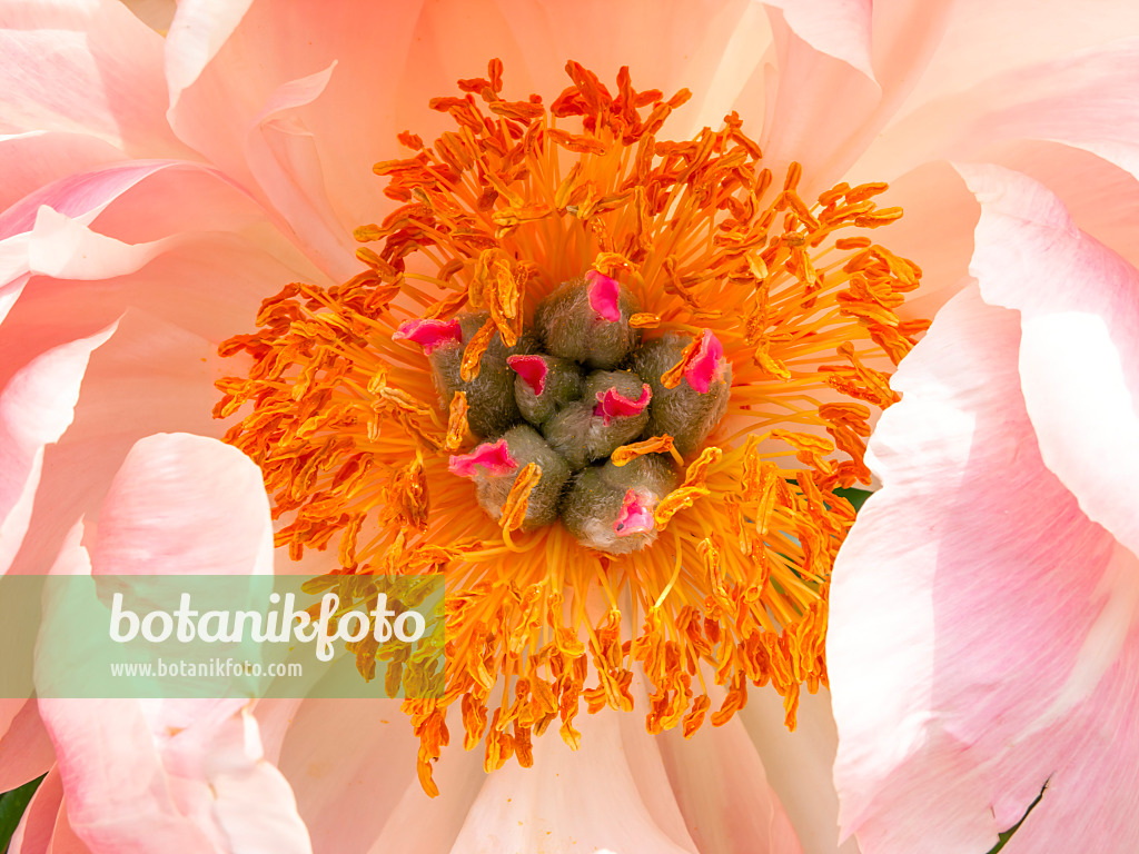 426114 - Pfingstrose (Paeonia Coral Charm)