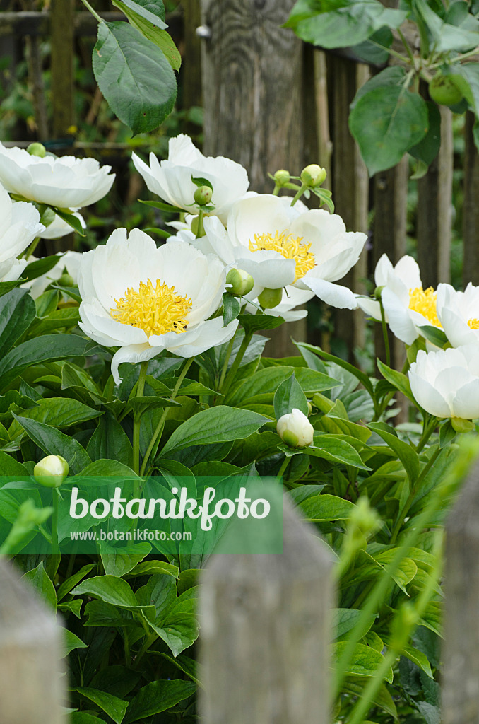 496374 - Pfingstrose (Paeonia lactiflora 'Krinkled White')