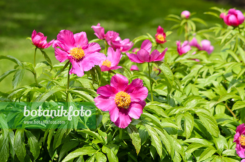 556010 - Pfingstrose (Paeonia mairei)