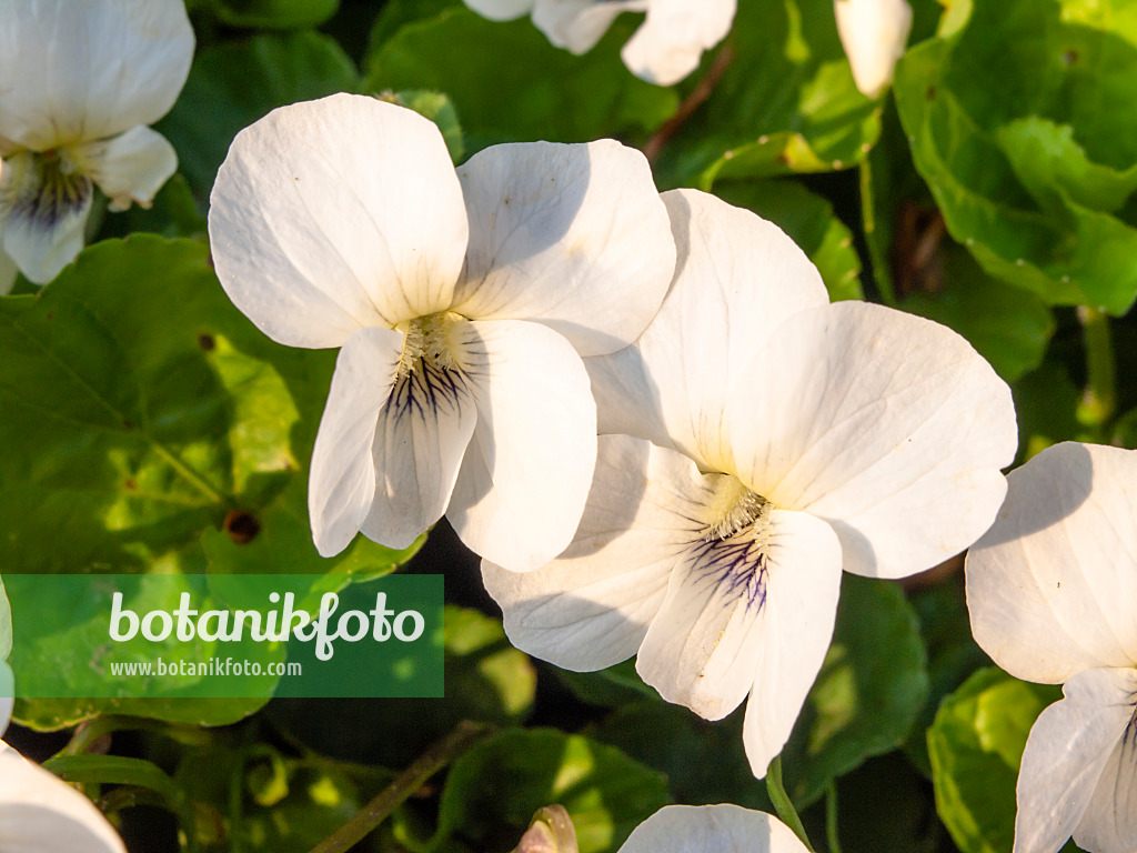 437178 - Pfingstveilchen (Viola sororia 'Alba')