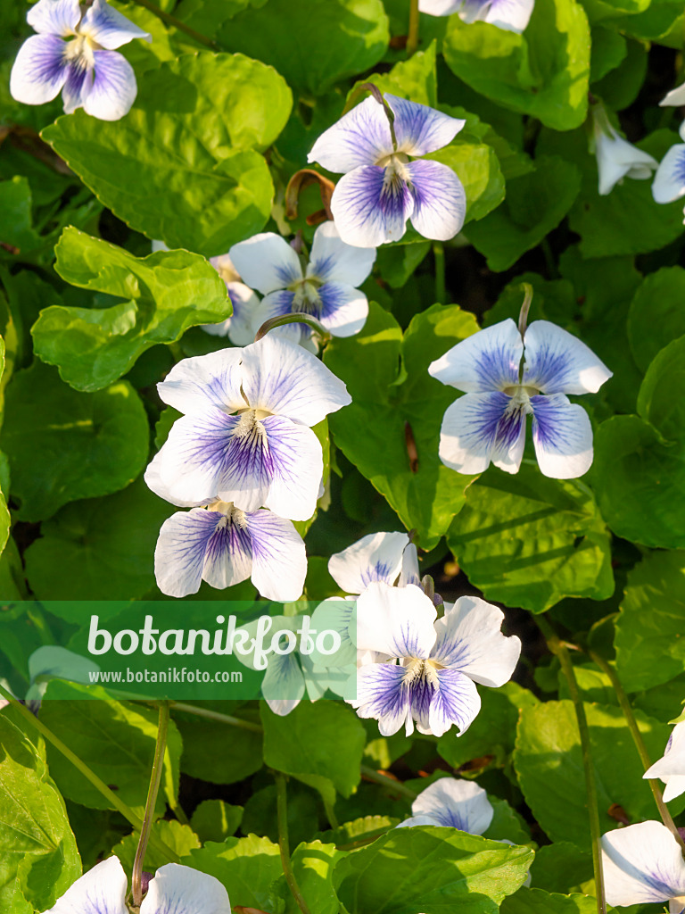 437177 - Pfingstveilchen (Viola sororia 'Freckles')