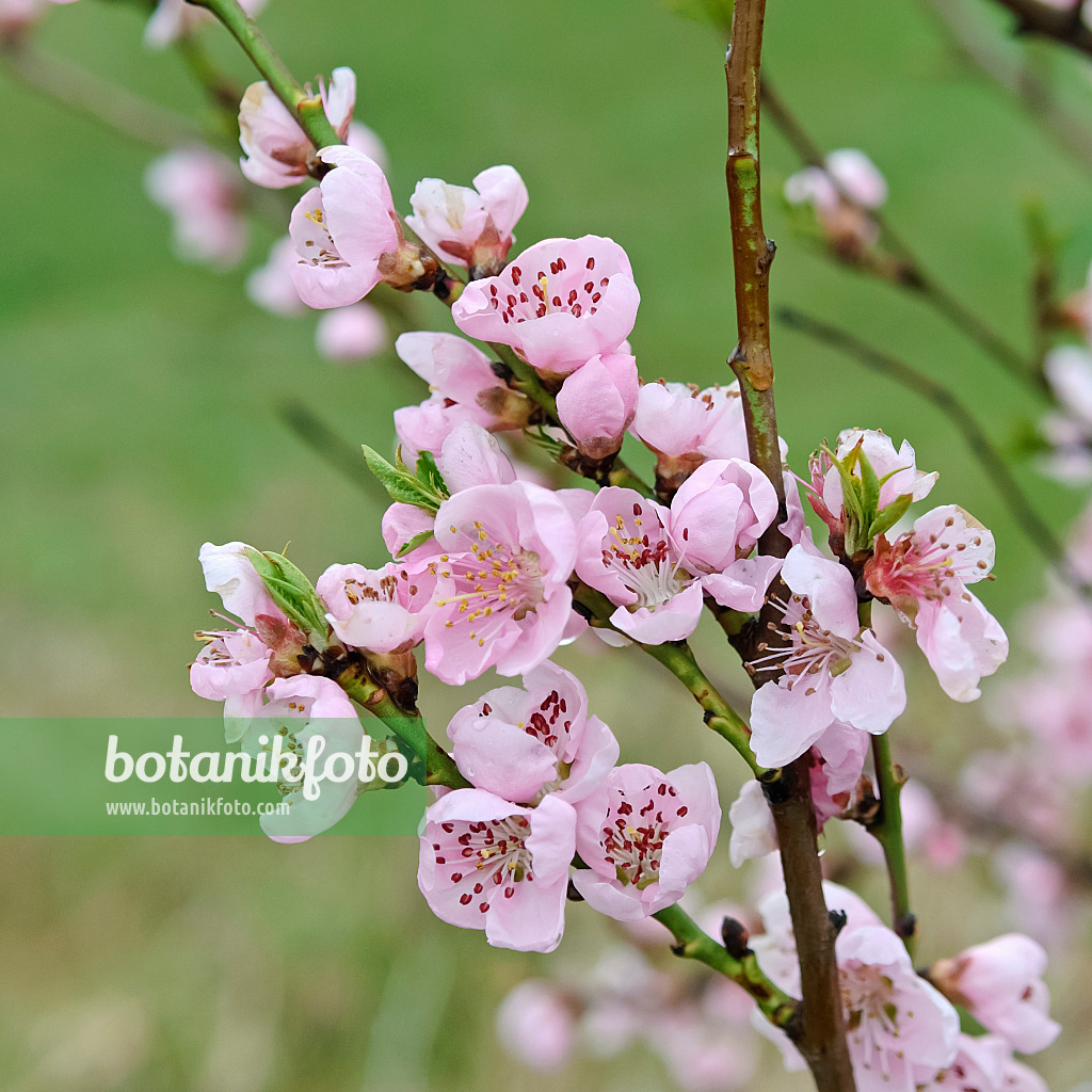 490115 - Pfirsich (Prunus persica)