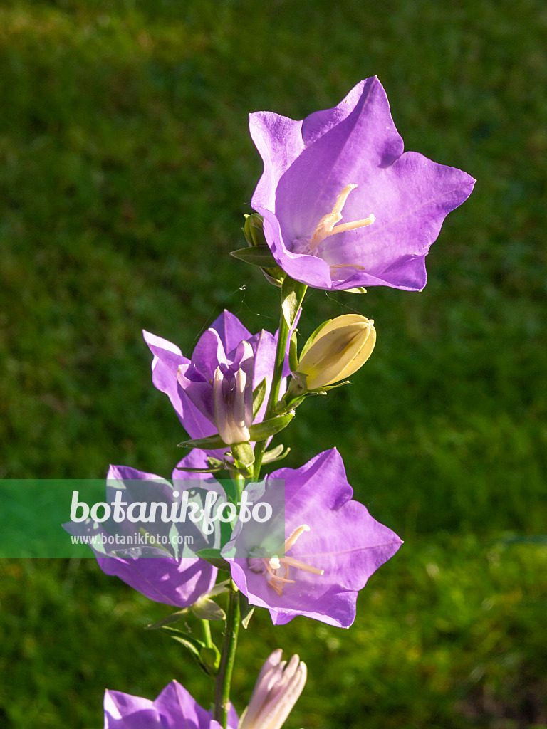 402017 - Pfirsichblättrige Glockenblume (Campanula persicifolia)