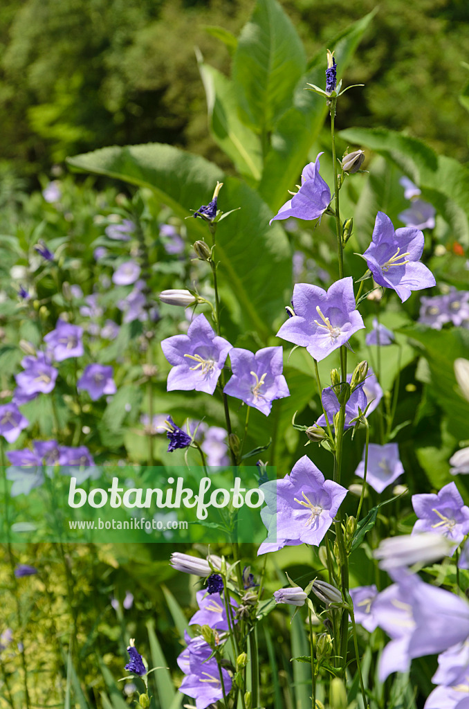 508535 - Pfirsichblättrige Glockenblume (Campanula persicifolia)