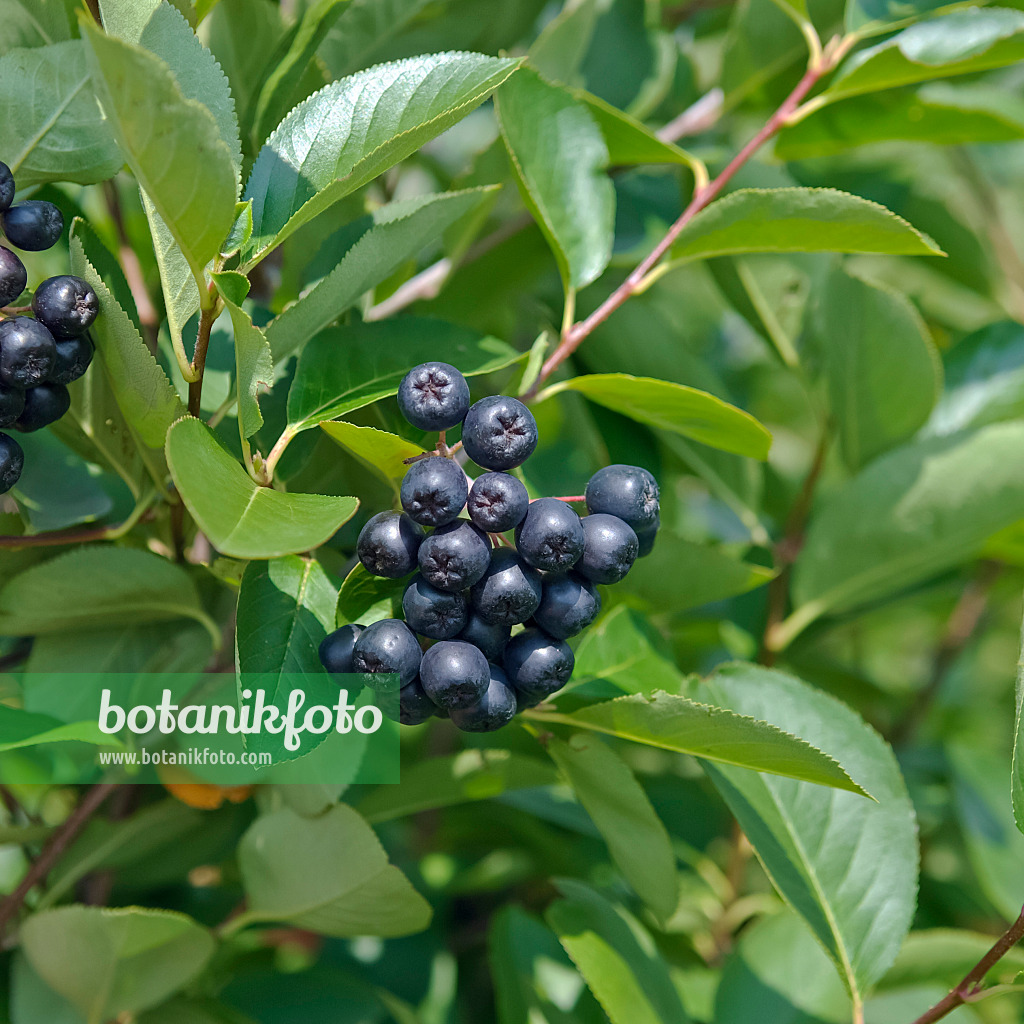 490028 - Pflaumenblättrige Apfelbeere (Photinia x prunifolia 'Aron' syn. Aronia x prunifolia 'Aron')