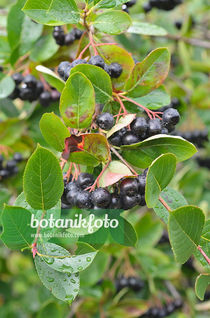 498209 - Pflaumenblättrige Apfelbeere (Photinia x prunifolia syn. Aronia x prunifolia)