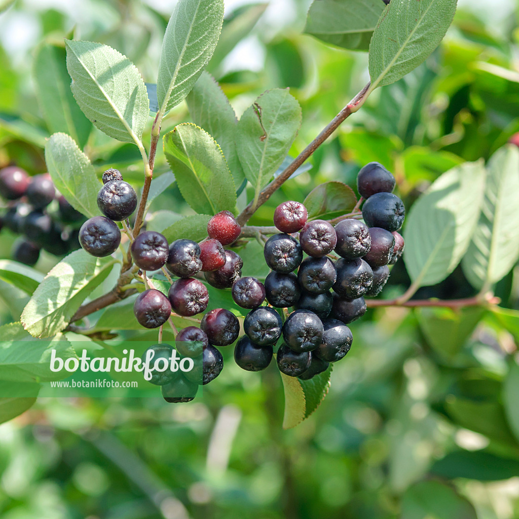 535336 - Pflaumenblättrige Apfelbeere (Photinia x prunifolia 'Karhumäki' syn. Aronia x prunifolia 'Karhumäki')