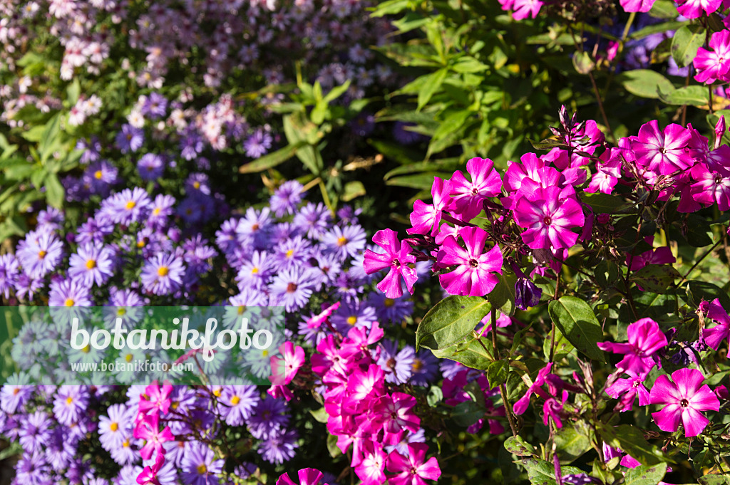 512097 - Phlox (Phlox) und Astern (Aster)