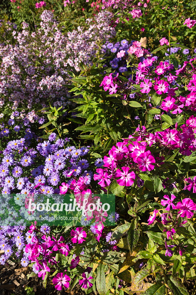 512098 - Phlox (Phlox) und Astern (Aster)