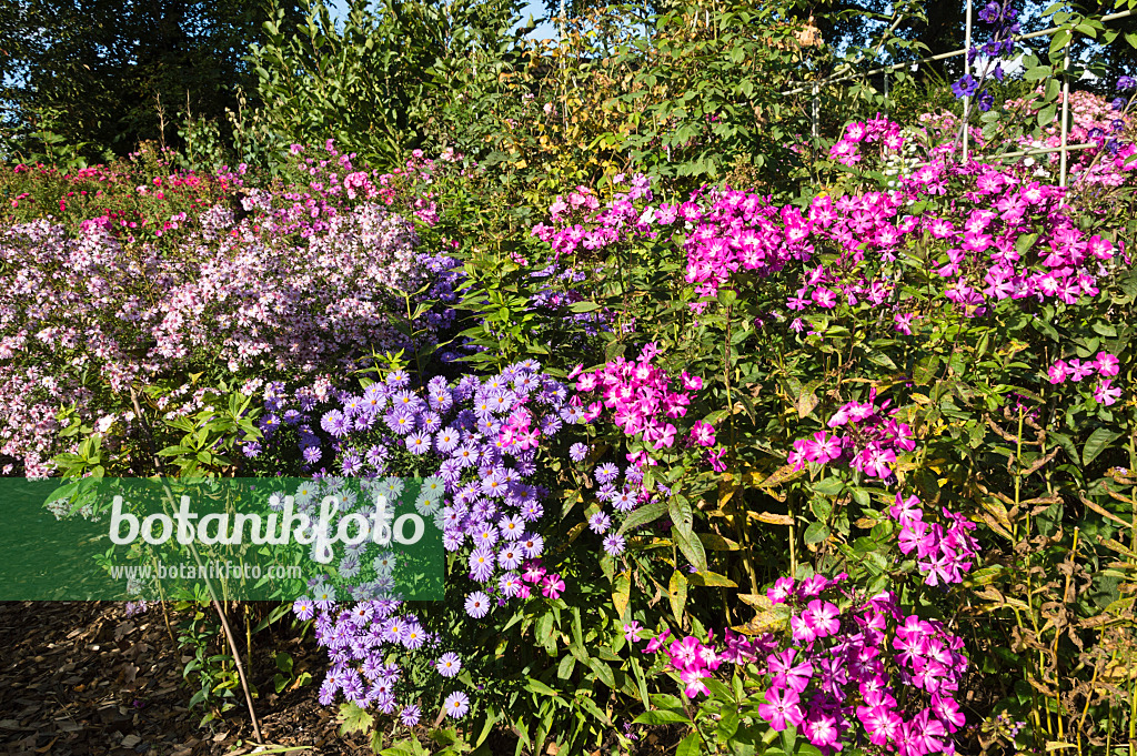 512099 - Phlox (Phlox) und Astern (Aster)