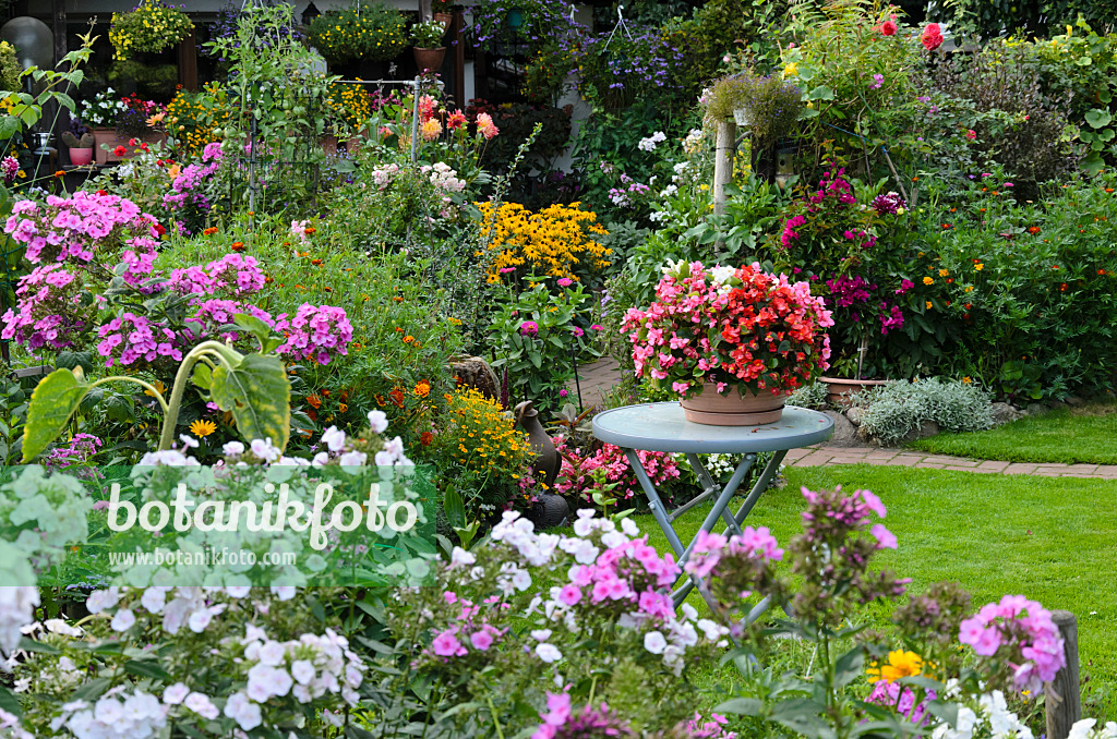 523079 - Phlox (Phlox), Eisbegonien (Begonia semperflorens) und Studentenblumen (Tagetes)