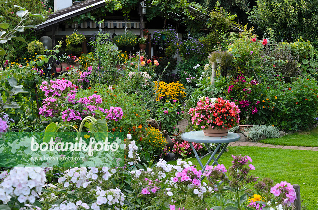 523080 - Phlox (Phlox), Eisbegonien (Begonia semperflorens) und Studentenblumen (Tagetes)