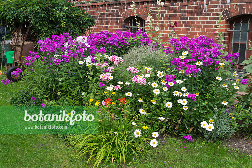 558341 - Phlox (Phlox), Margeriten (Leucanthemum), Taglilien (Hemerocallis) und Mädchenaugen (Coreopsis)