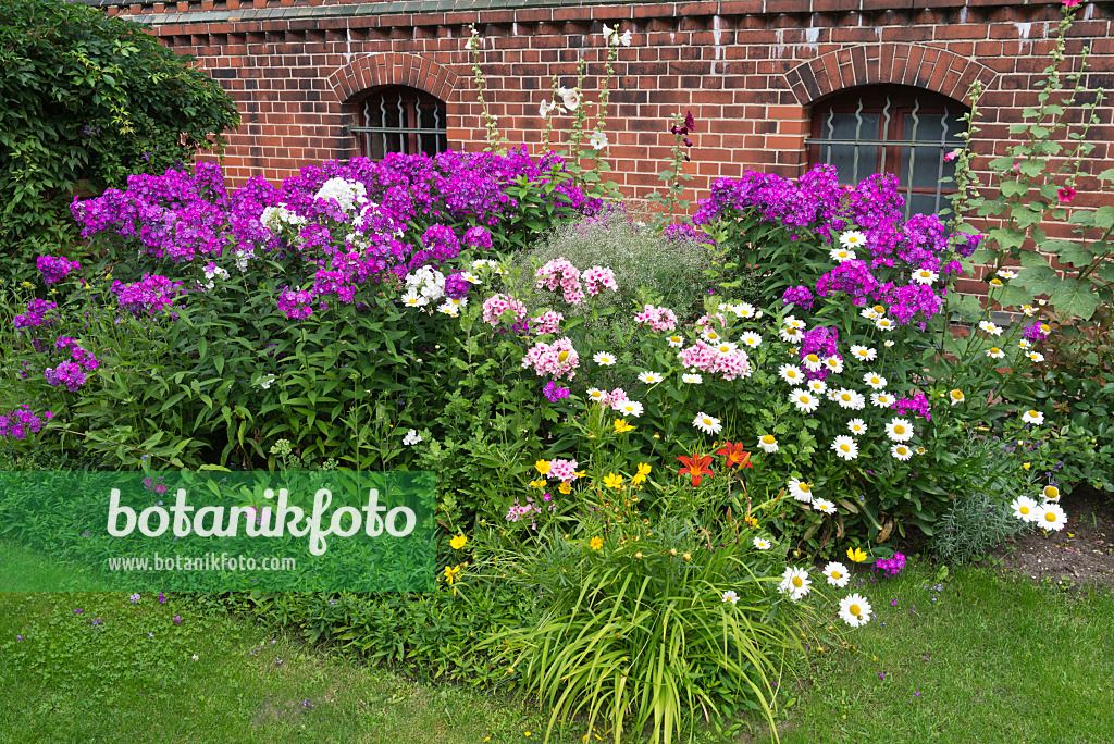 558342 - Phlox (Phlox), Margeriten (Leucanthemum), Taglilien (Hemerocallis) und Mädchenaugen (Coreopsis)