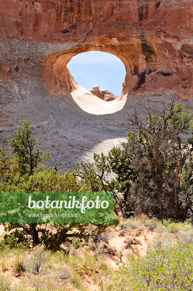 508273 - Pinyon-Kiefer (Pinus edulis) am Tunnel Arch, Nationalpark Arches, Utah, USA