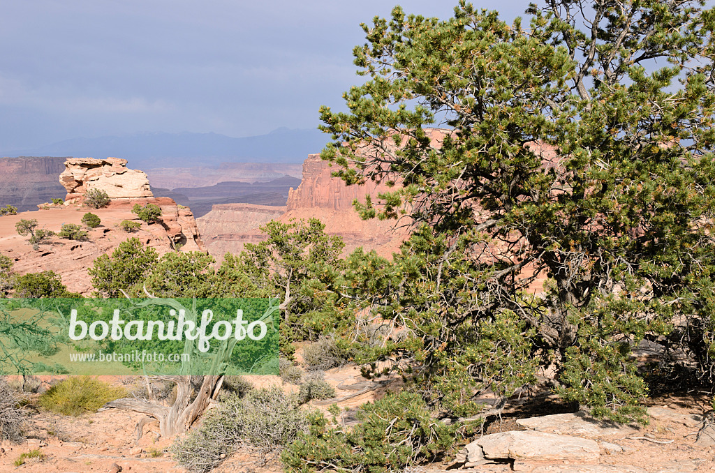 508310 - Pinyon-Kiefer (Pinus edulis) und Utah-Wacholder (Juniperus osteosperma), Nationalpark Canyonlands, Utah, USA