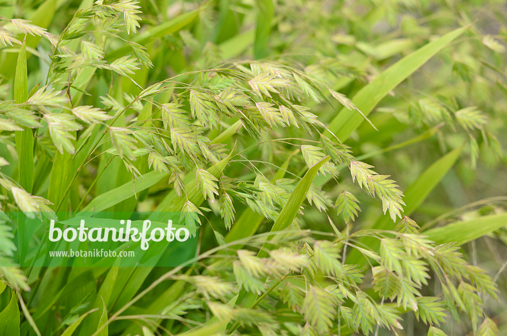 547361 - Plattährengras (Chasmanthium latifolium syn. Uniola latifolia)