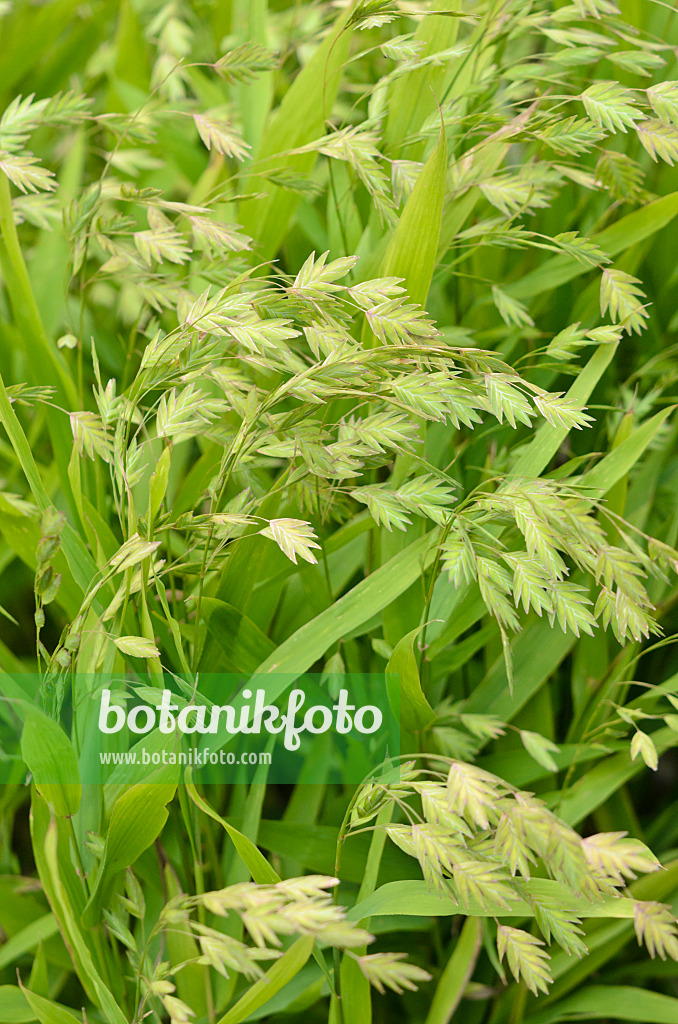 547362 - Plattährengras (Chasmanthium latifolium syn. Uniola latifolia)