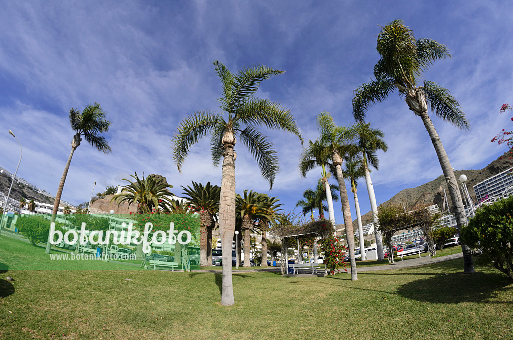 564098 - Platz mit Palmen, Puerto Rico, Gran Canaria, Spanien