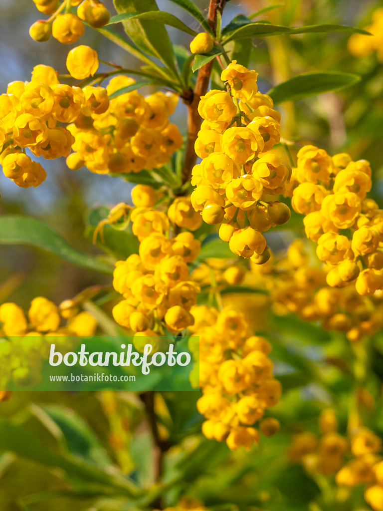 425042 - Poirets Berberitze (Berberis poiretii)