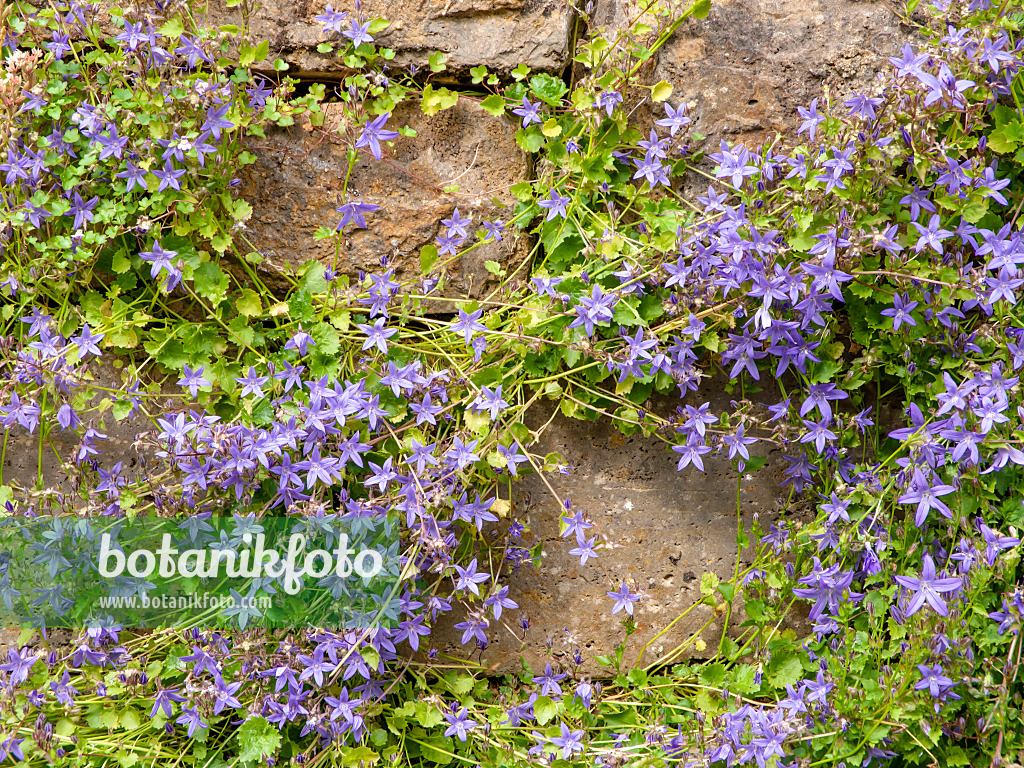 426161 - Polsterglockenblume (Campanula poscharskyana)