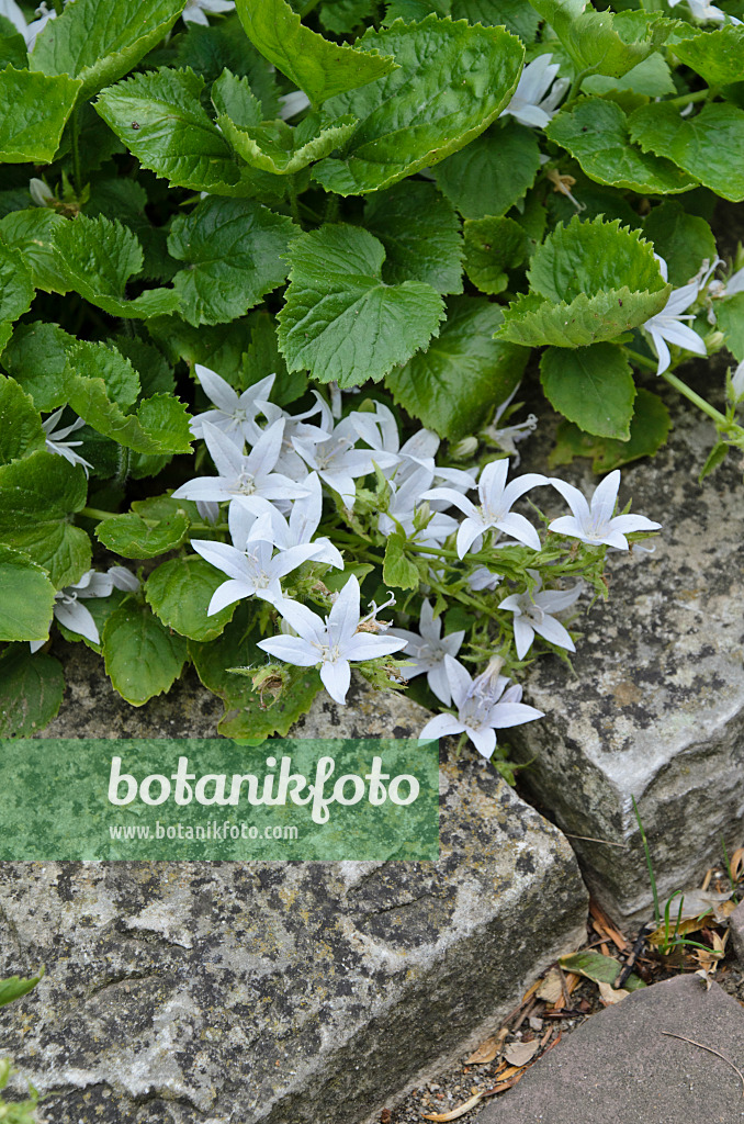 497201 - Polsterglockenblume (Campanula poscharskyana 'E.H. Frost')