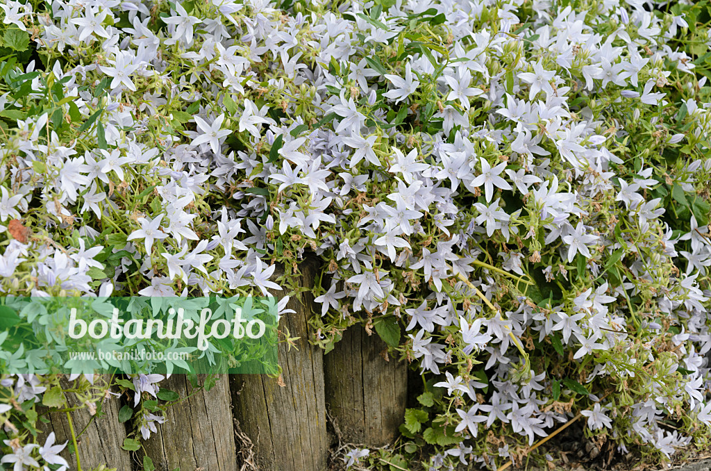 521430 - Polsterglockenblume (Campanula poscharskyana 'Hirsch White')