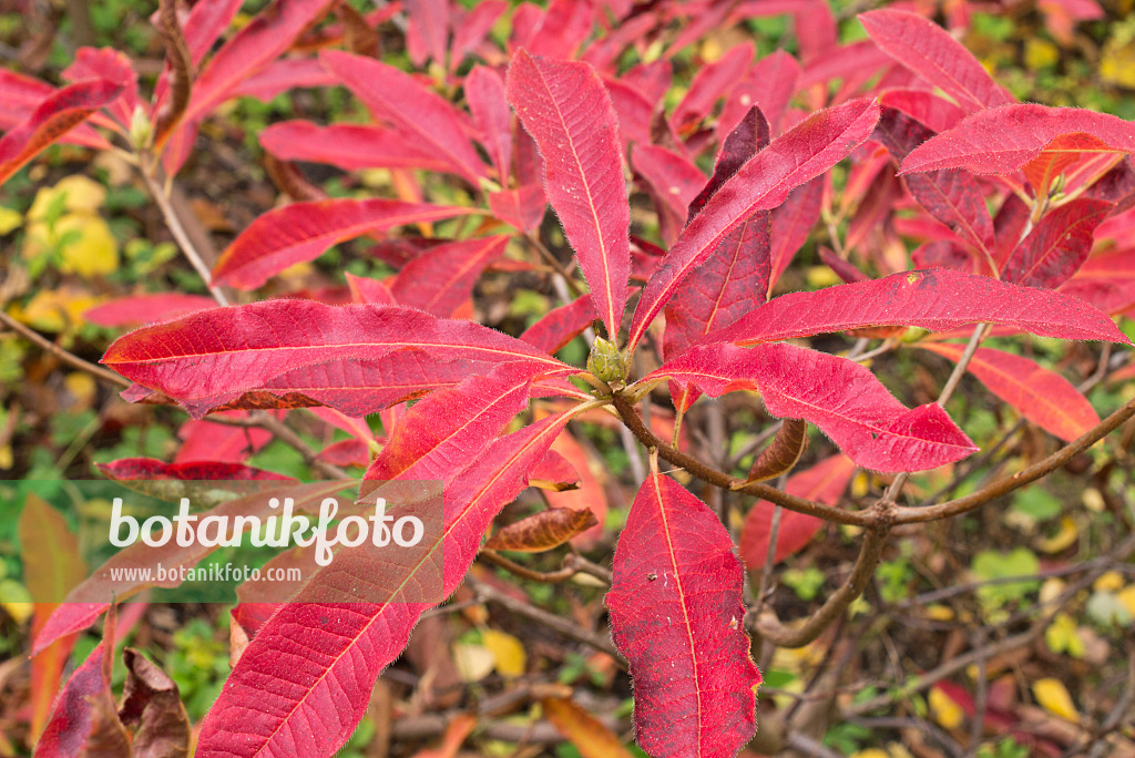 562014 - Pontische Azalee (Rhododendron luteum)