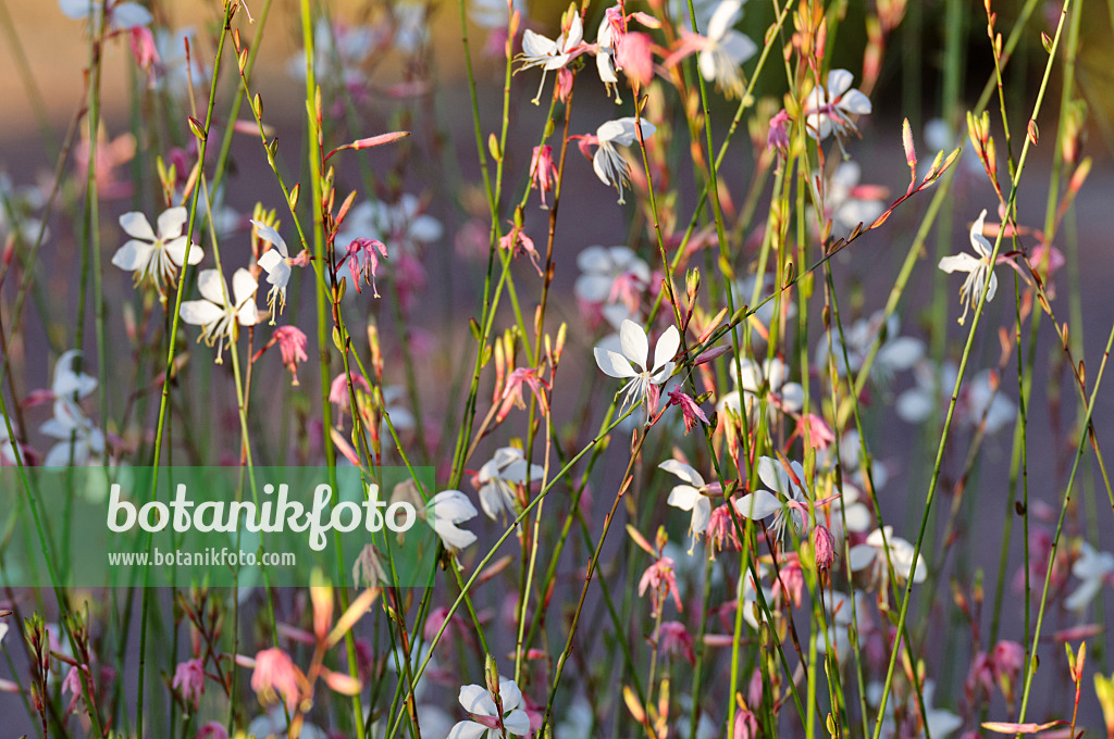 475182 - Prachtkerze (Gaura lindheimeri)