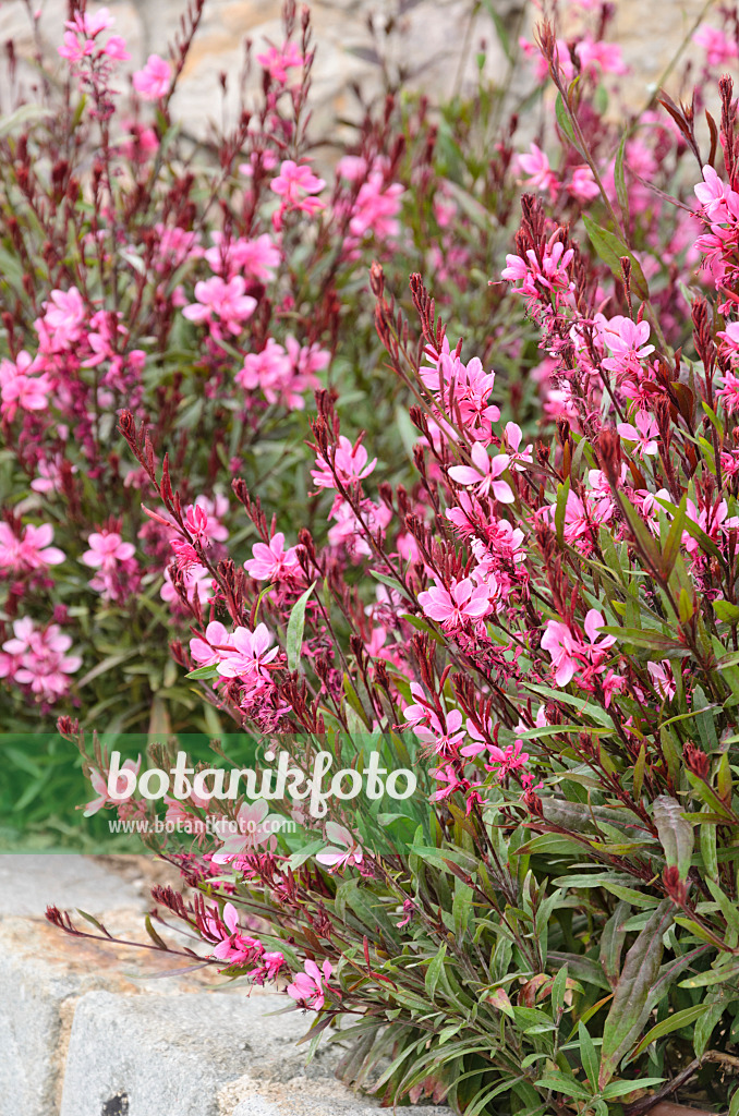 533128 - Prachtkerze (Gaura lindheimeri)