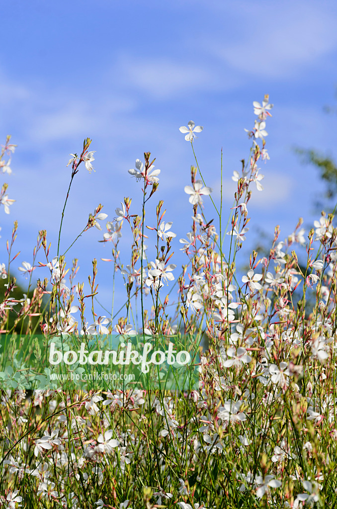 571014 - Prachtkerze (Gaura lindheimeri)